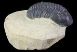 Bargain, Reedops Trilobite Fossil - Good Eye Facets #68653-3